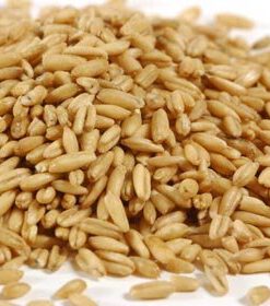 Oats kernel