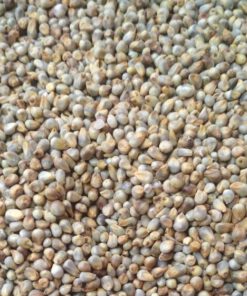 GREEN MILLET (ANIMAL FEED)