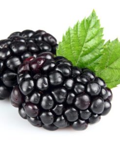 Fresh Blackberry