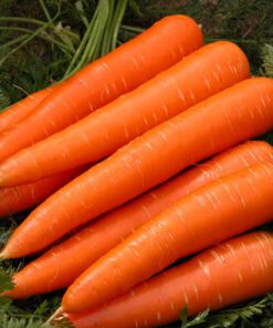 FRESH CARROTS