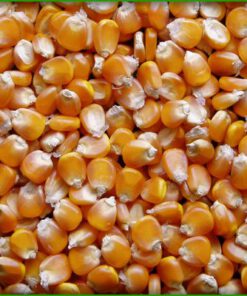 YELLOW MAIZE (ANIMAL FEED)