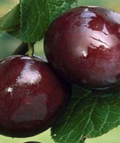 Extra Quality Santa Rosa Plums