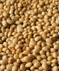 NON GMO DRIED CHEAP SOYBEANS