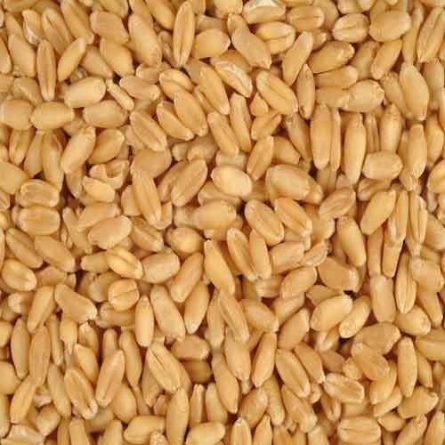 FEED WHEAT- GRADE 2