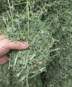 Alfalfa Hay