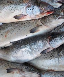 Frozen Salmon Fish