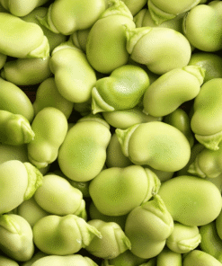 Broad Bean