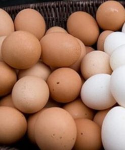 Fresh Chicken Eggs