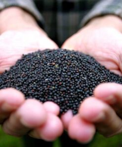Canola seeds