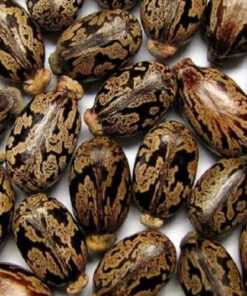 Castor seeds