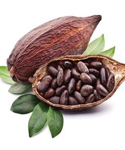 COCOA/ CACAO/ CHOCOLATE BEAN
