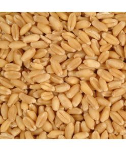 DURUM WHEAT