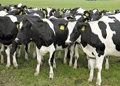 Cattle