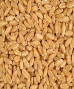MILLING WHEAT