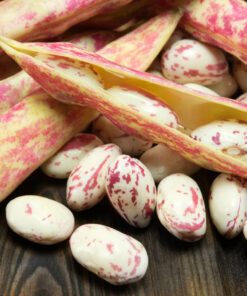 LIGHT SPECKLED KIDNEY BEANS (AMERICAN ROUND/CRANBERRY)